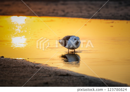 A seagull bathing in the morning sun 123780824