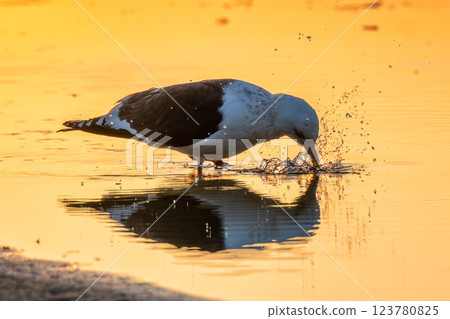 A seagull bathing in the morning sun A seagull bathing in the morning sun 123780825
