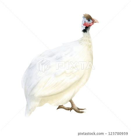 White guinea fowl watercolor isolated illustration. Farm poultry yard bird. Funny and cute African domestic animal clipart for farming designs 123780939