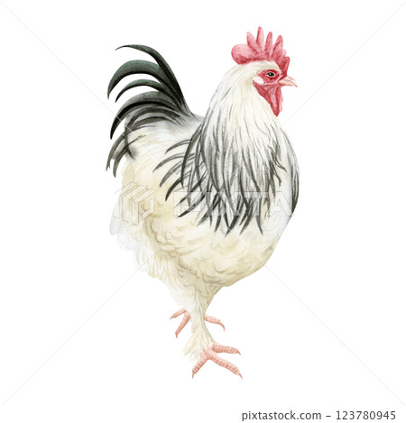 White rooster with black feathers watercolor isolated illustration. Hamburg or Sussex cock for poultry yard and farming designs. Chicken breed, domestic farm bird clipart 123780945
