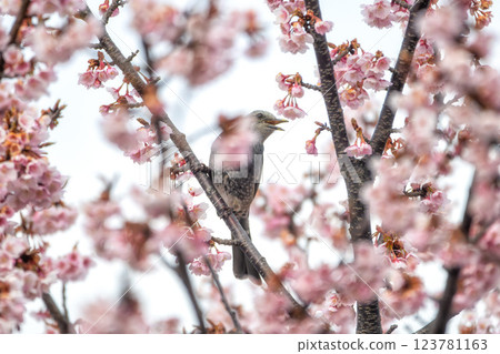 Red winter cherry blossoms and wild birds flying around in search of nectar at Kamimine Park in Hitachi City, Ibaraki Prefecture Red winter cherry blossoms and wild birds flying around in search of nectar at Kamimine Park in Hitachi City, Ibaraki Prefecture 123781163