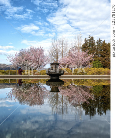 茨城縣日立市上峰公園，紅色冬櫻與飛翔採蜜的野鳥 123781170