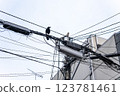 A crow that fits in the electric wire 123781461