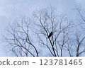 Silhouette of a crow perched on a tree 123781465