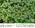 A plant with white patterned leaves 123781466