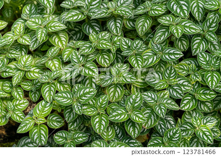 A plant with white patterned leaves A plant with white patterned leaves 123781466