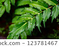 Rain-soaked holly leaves 123781467