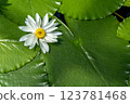 White water lily flower 123781468