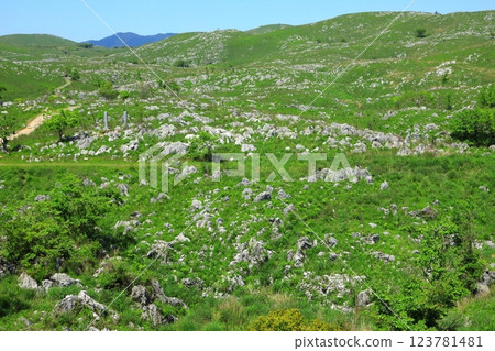 初夏的秋吉台(山口縣美濃市) 初夏的秋吉台(山口縣美濃市) 123781481