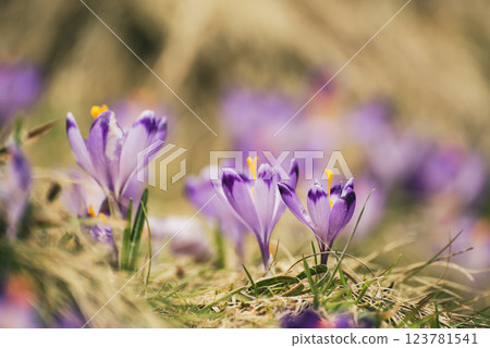 Spring crocus flowers, Easter background Spring crocus flowers, Easter background 123781541
