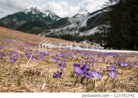 Dolina Chocholowska with blossoming purple crocuses or saffron flowers,Tatra mountains, Poland. 123781542