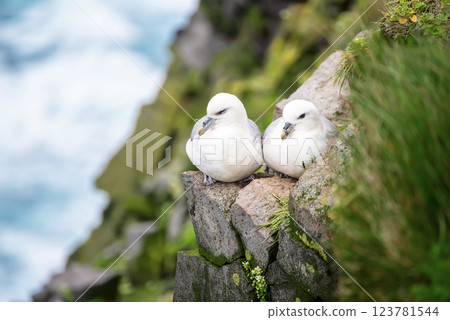 Couple of Northern Fulmar, Fulmarus glacialis birds sitting on the rock in Iceland at summer Couple of Northern Fulmar, Fulmarus glacialis birds sitting on the rock in Iceland at summer 123781544