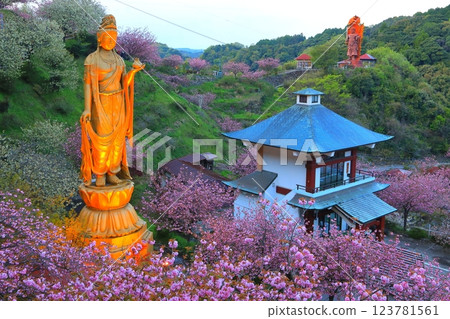 一心寺（大分市觀音像）的重瓣櫻花盛開 123781561