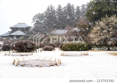 Unseasonable snow falls at Kairakuen Plum Festival 123781592