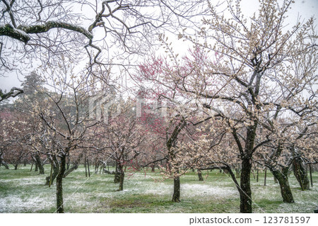 偕樂園梅花節迎來反季節降雪 123781597