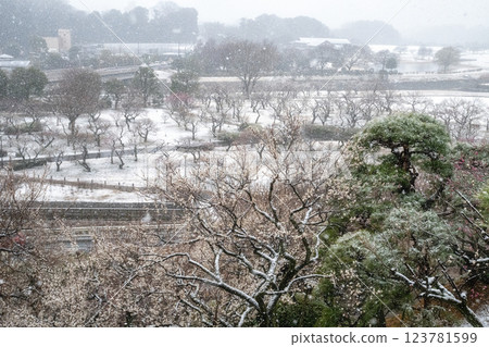 Unseasonable snow falls at Kairakuen Plum Festival 123781599