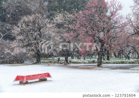 Unseasonable snow falls at Kairakuen Plum Festival Unseasonable snow falls at Kairakuen Plum Festival 123781604