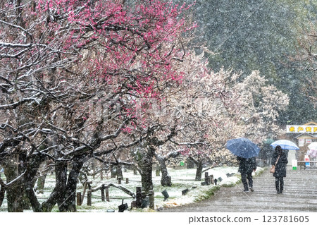偕樂園梅花節迎來反季節降雪 偕樂園梅花節迎來反季節降雪 123781605