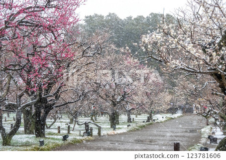 偕樂園梅花節迎來反季節降雪 123781606