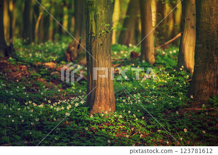 Flowering green forest with white flowers, spring nature background 123781612