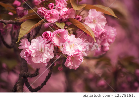 Sakura flowers blooming, spring seasonal Easter background Sakura flowers blooming, spring seasonal Easter background 123781613