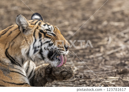 wild female bengal tiger or panthera tigris in action licking or cleaning her paws while resting in summer season safari during safari at ranthambore national park forest tiger reserve rajasthan india 123781617
