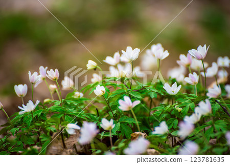 White anemone flowers growing in spring forest, natural seasonal background 123781635