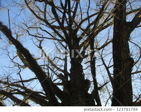 Shimoshiro's Great Ginkgo Tree, a nationally designated natural monument said to be over 1,000 years old, is located in Oguni Town, Aso District, Kumamoto Prefecture. 123781784