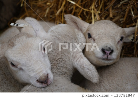 Sheep's baby 123781947