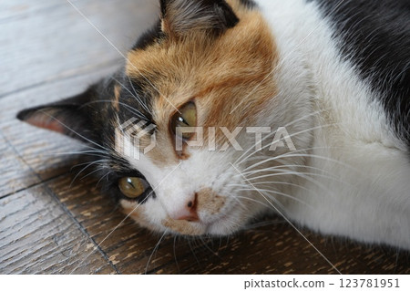 聽好了，櫻貓 123781951