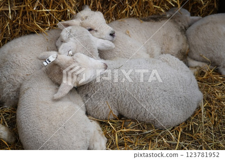 羊的寶寶 羊的寶寶 123781952