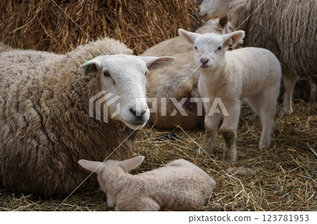 新生小羊羔和母羊 123781953