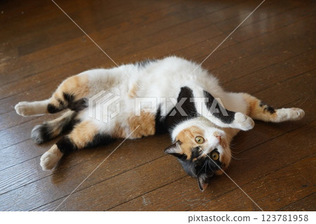 Sakura cat looking at the camera with its belly exposed Sakura cat looking at the camera with its belly exposed 123781958