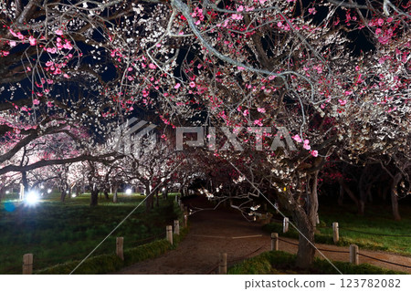 Romantic Ibaraki (The plum grove at Kairakuen in Mito. The dark path is illuminated and sparkles in the spotlight.) 123782082