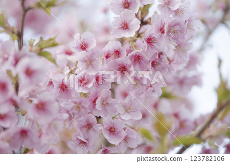 河津櫻花盛開預示著春天的到來 2 123782106