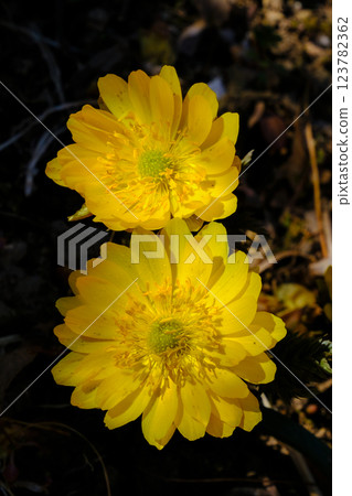 Adonis flower (vertical) Adonis flower (vertical) 123782362