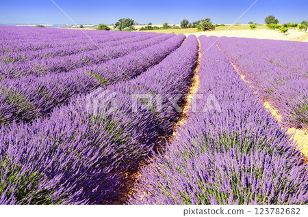 Lavander field in the south of France 123782682