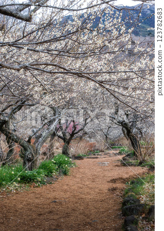 Tsukuba Plum Grove in Full Bloom, Tsukuba City, Ibaraki Prefecture Tsukuba Plum Grove in Full Bloom, Tsukuba City, Ibaraki Prefecture 123782683