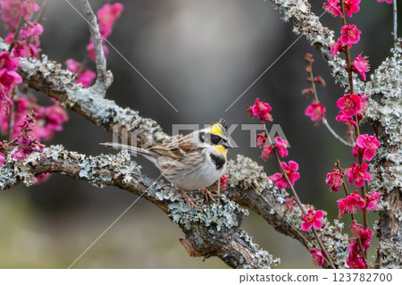 茨城縣筑波市筑波梅林盛開 123782700