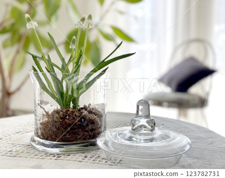 葡萄風信子的水耕栽培 123782731