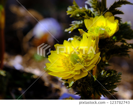 A pair of ambrosia flowers 123782743