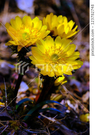 Adonis flower bathed in sunlight (vertical) 123782748