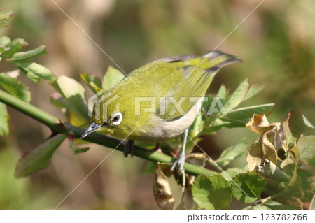 The eyes of the Japanese white-eye are tiny mirrors that reflect the mysteries of nature The eyes of the Japanese white-eye are tiny mirrors that reflect the mysteries of nature 123782766