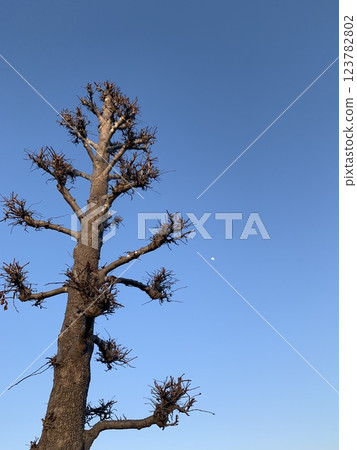 A tree stretching into the blue sky, waiting for spring A tree stretching into the blue sky, waiting for spring 123782802