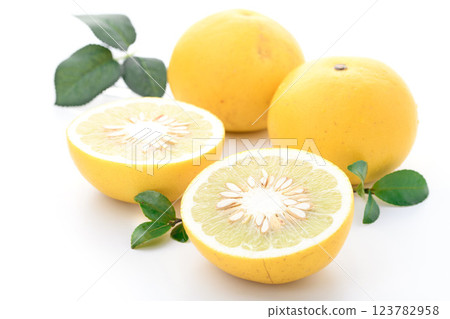 土佐文旦（白底） 123782958