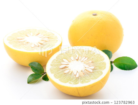 土佐文旦(白底) 土佐文旦(白底) 123782963