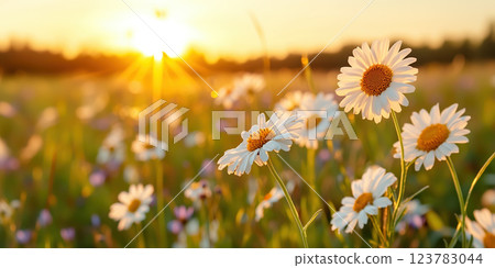 bright spring meadow filled with daisies and violets at sunset, glowing warmly 123783044
