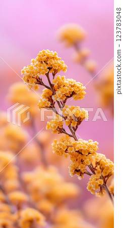 dreamy canola flower field stretching endlessly under soft pink sky 123783048