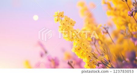 dreamy canola flower field stretching endlessly under pastel sunset sky 123783053
