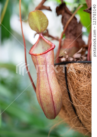 Pitcher plant Nepenthes ventricosa ウツボカズラ 123783140